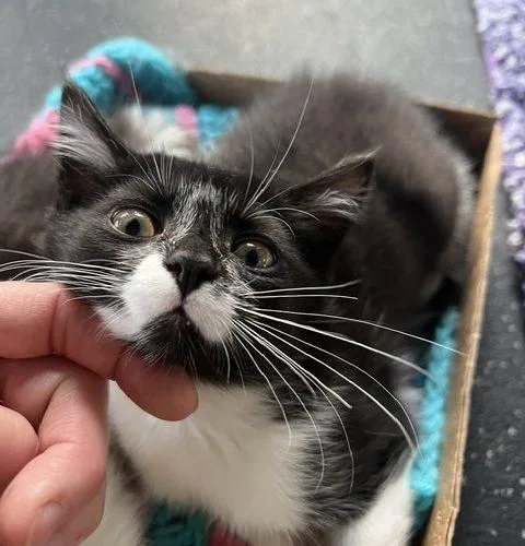 A baby small-sized male Domestic Short Hair cat named Chi for adoption in Kenosha, WI