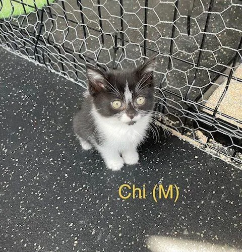 Chi thumbnail 6