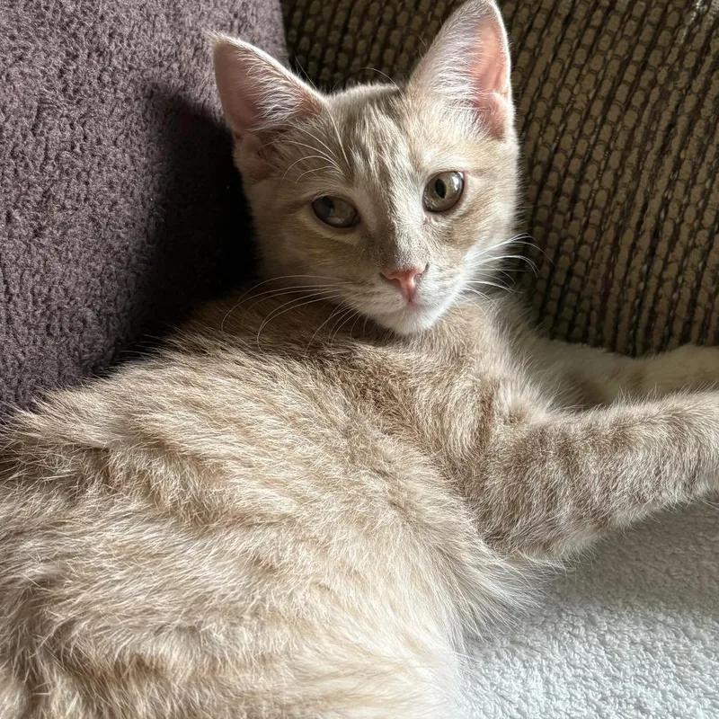 A baby small-sized male Buff / Tan / Fawn Domestic Short Hair cat named Brian for adoption in Leander, TX