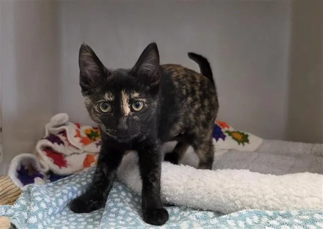 A baby medium-sized female Domestic Short Hair cat named Carnelian for adoption in Salinas, CA