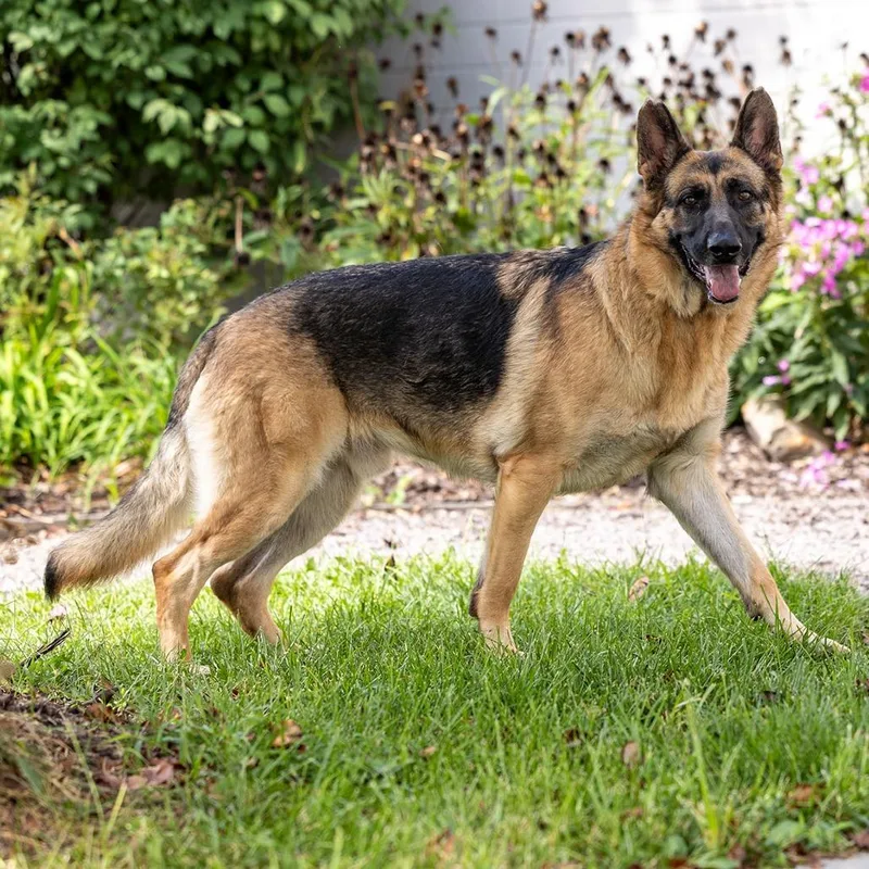 An adult large-sized male Yellow / Tan / Blond / Fawn German Shepherd Dog dog named Banner for adoption in Council Bluffs, IA