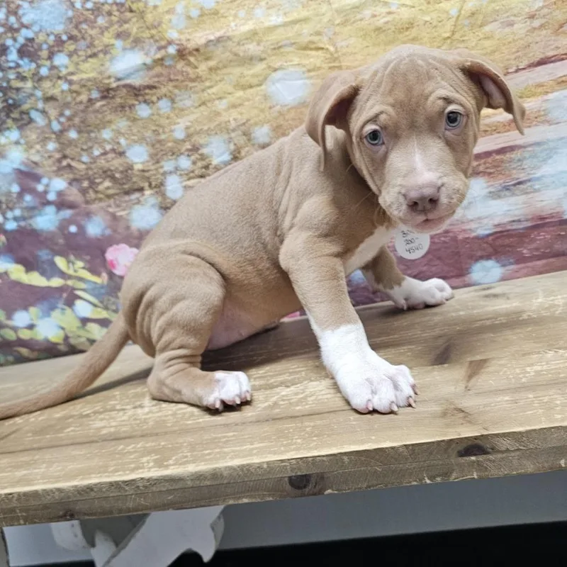 A baby medium-sized female Brown / Chocolate Boxer dog named Nova for adoption in Normal, IL