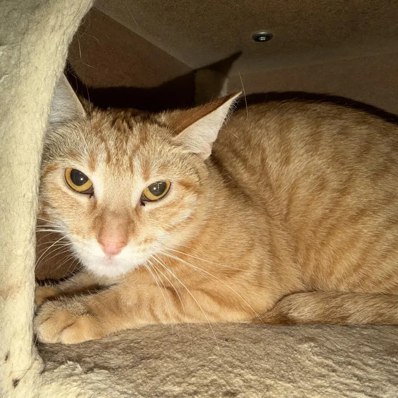 A young medium-sized female Orange / Red Domestic Short Hair cat named Savannah for adoption in Huntsville, AL
