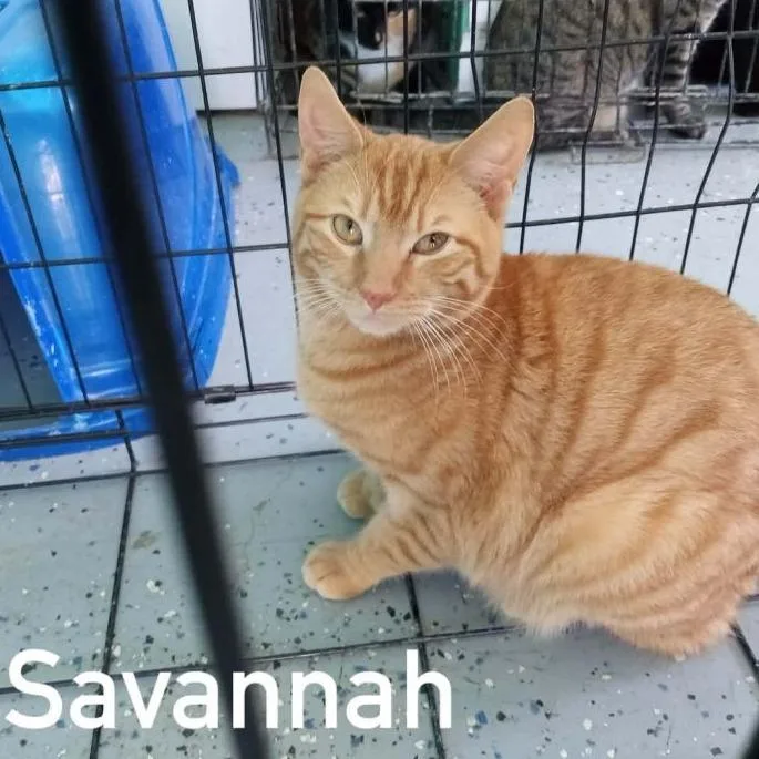 Savannah thumbnail 2