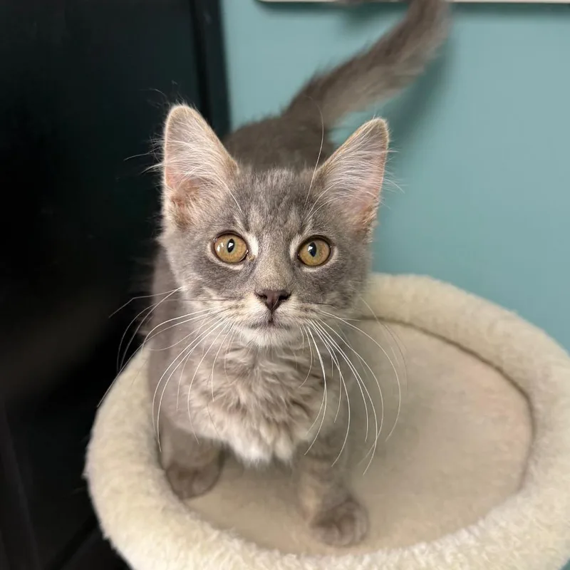 A baby small-sized male Gray / Blue / Silver Domestic Medium Hair cat named Doug for adoption in Archbold , OH