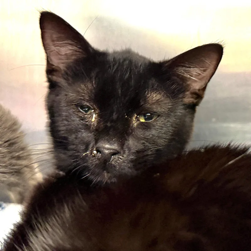 A baby small-sized male Black Domestic Short Hair cat named Obi for adoption in Oakland, CA