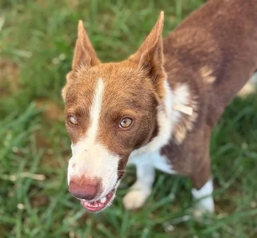 A young medium-sized female Australian Shepherd dog named Sweet Potato for adoption in Tulsa, OK