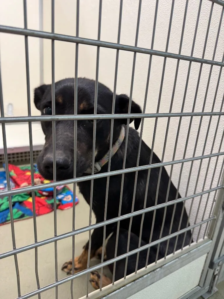 A young medium-sized female Mixed Breed dog named Rooletta for adoption in Columbia, TN