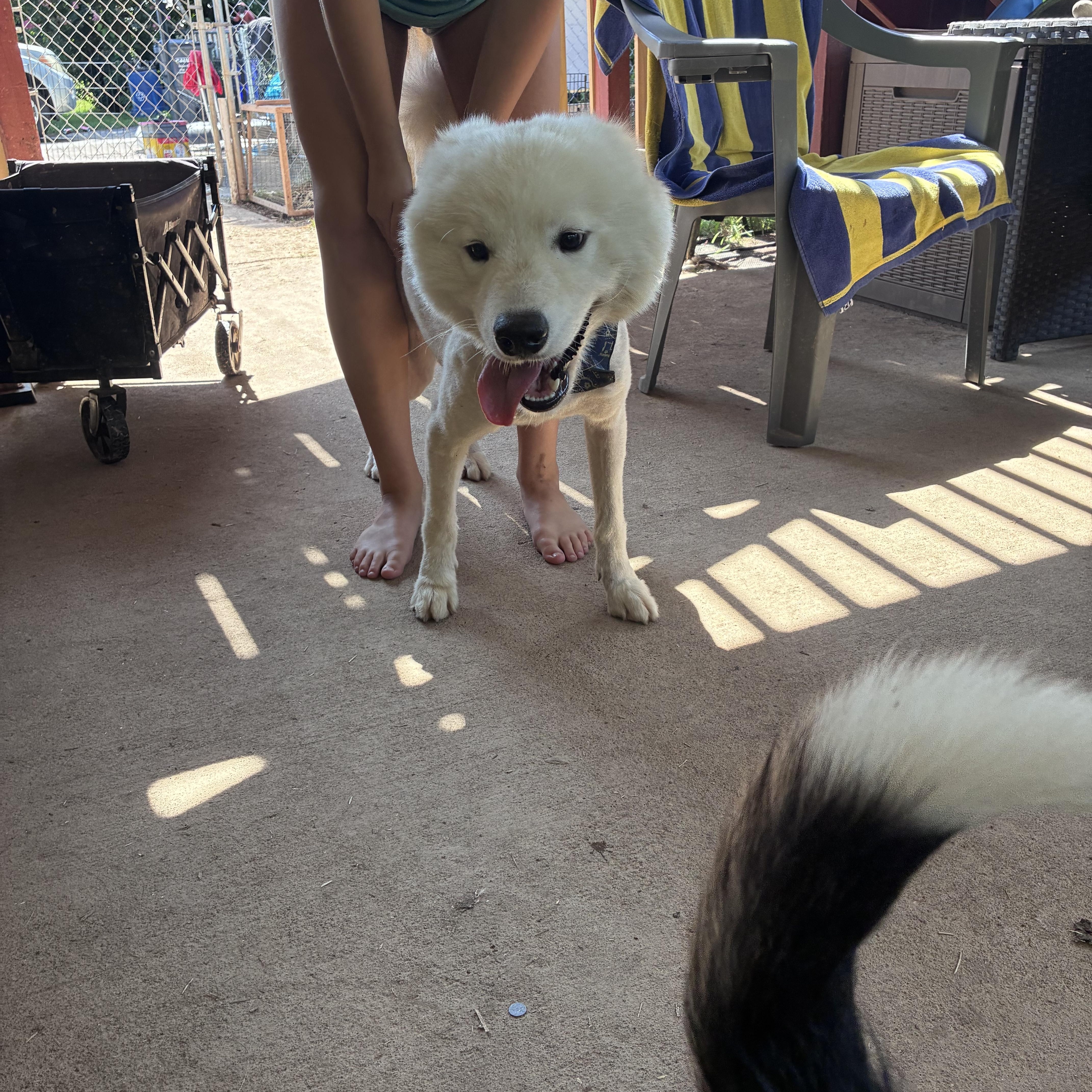 A baby large-sized male Samoyed dog named Kai for adoption in Lincoln University, PA