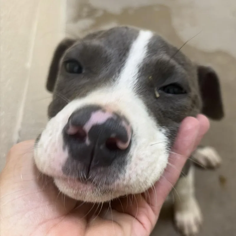 A baby small-sized female Gray / Blue / Silver Pit Bull Terrier dog named Lizzy for adoption in Palestine, TX