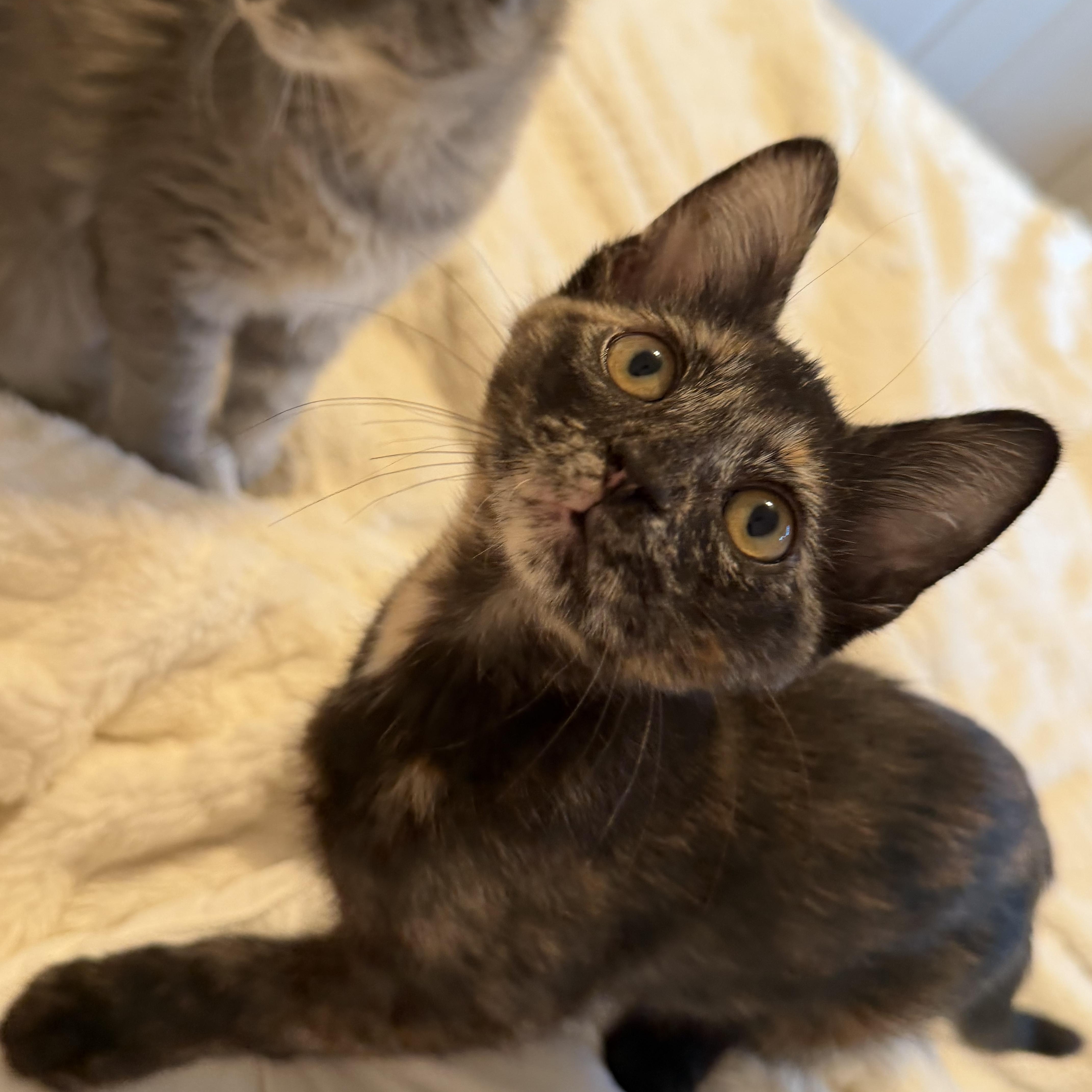 A baby medium-sized female Tortoiseshell cat named Chai Tea for adoption in Fresno, CA