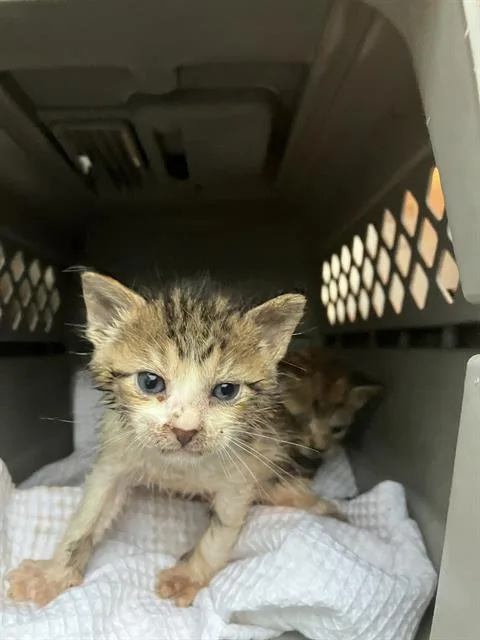 A baby small-sized female Domestic Short Hair cat named Roo for adoption in Dallas, TX