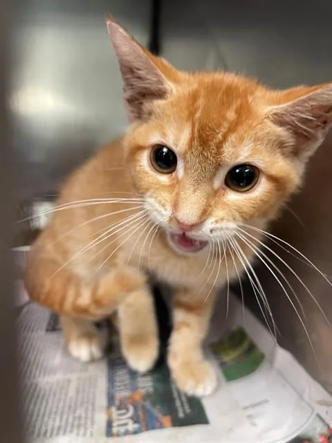 A baby small-sized male Domestic Short Hair cat named Toffee for adoption in Columbia, SC