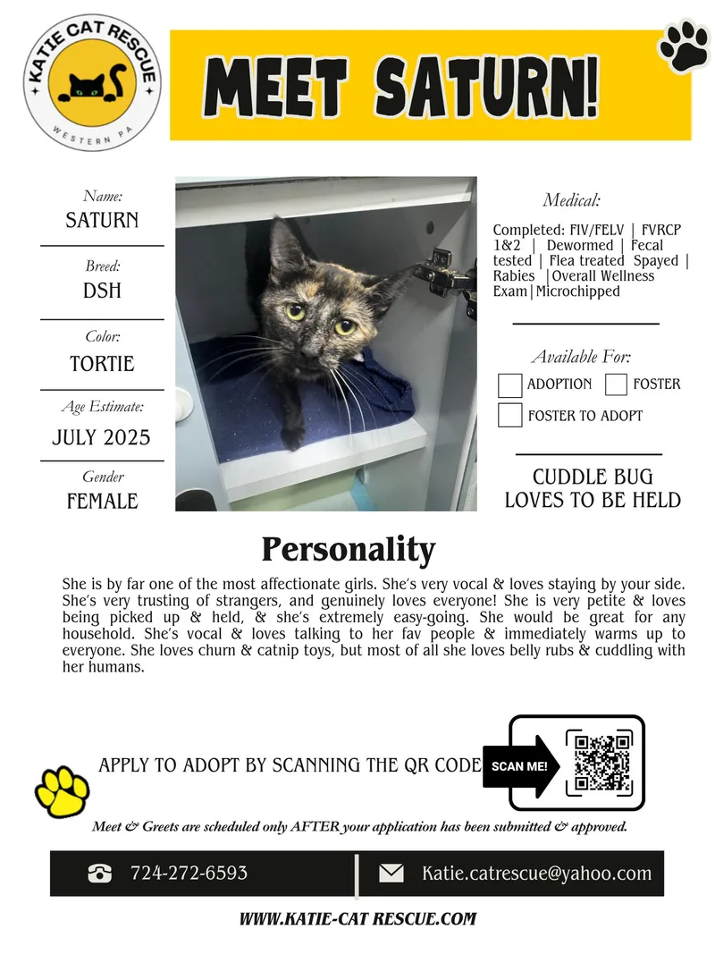 A young small-sized female Domestic Short Hair cat named Saturn for adoption in Evans City, PA