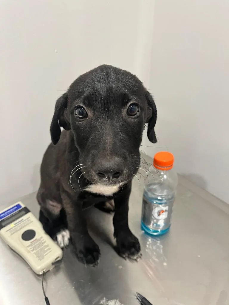 A baby medium-sized female Labrador Retriever dog named Ariana for adoption in Benton, AR