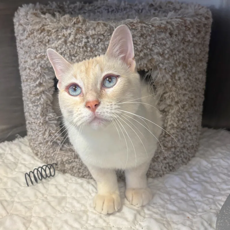 A young medium-sized male Siamese cat named Copper for adoption in Godfrey, IL