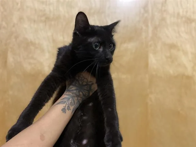 Zoe