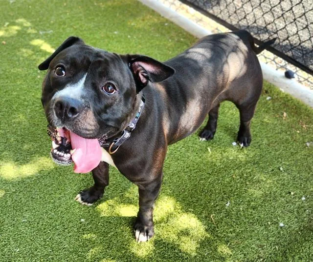 An adult medium-sized female Pit Bull Terrier dog named Shug for adoption in Minneapolis, MN