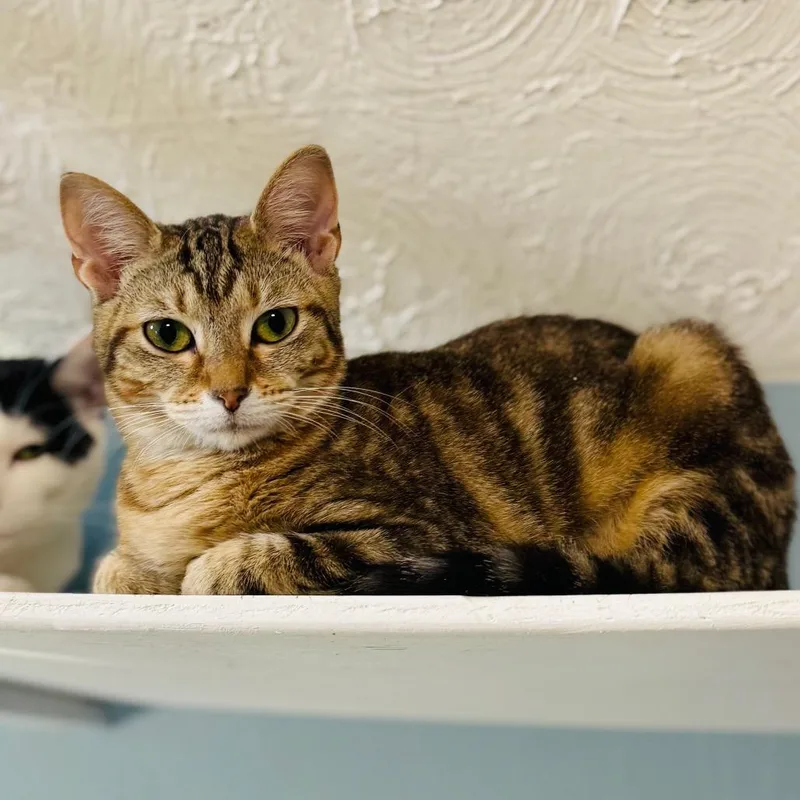 Hershey's Kiss thumbnail 2