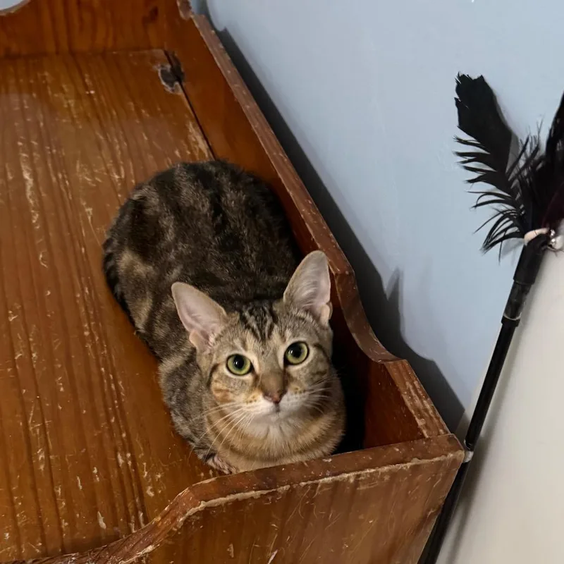 Hershey's Kiss thumbnail 3