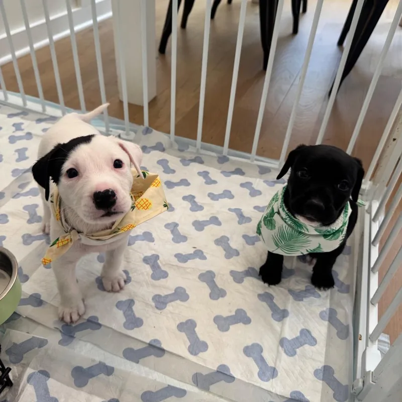 A baby medium-sized male White / Cream Pit Bull Terrier dog named Dash for adoption in Durham, NC