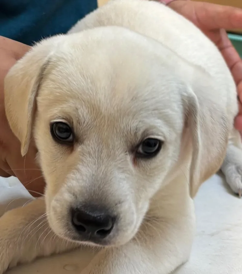 A baby small-sized male Mixed Breed dog named Mort for adoption in Elizabethton, TN