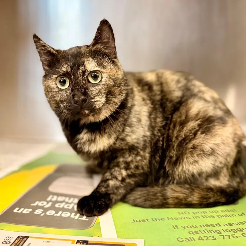 An adult medium-sized female Tortoiseshell Domestic Short Hair cat named Kiley for adoption in Chattanooga, TN