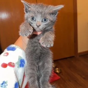 A baby medium-sized female Gray / Blue / Silver Domestic Short Hair cat named Sterling for adoption in Circleville, OH