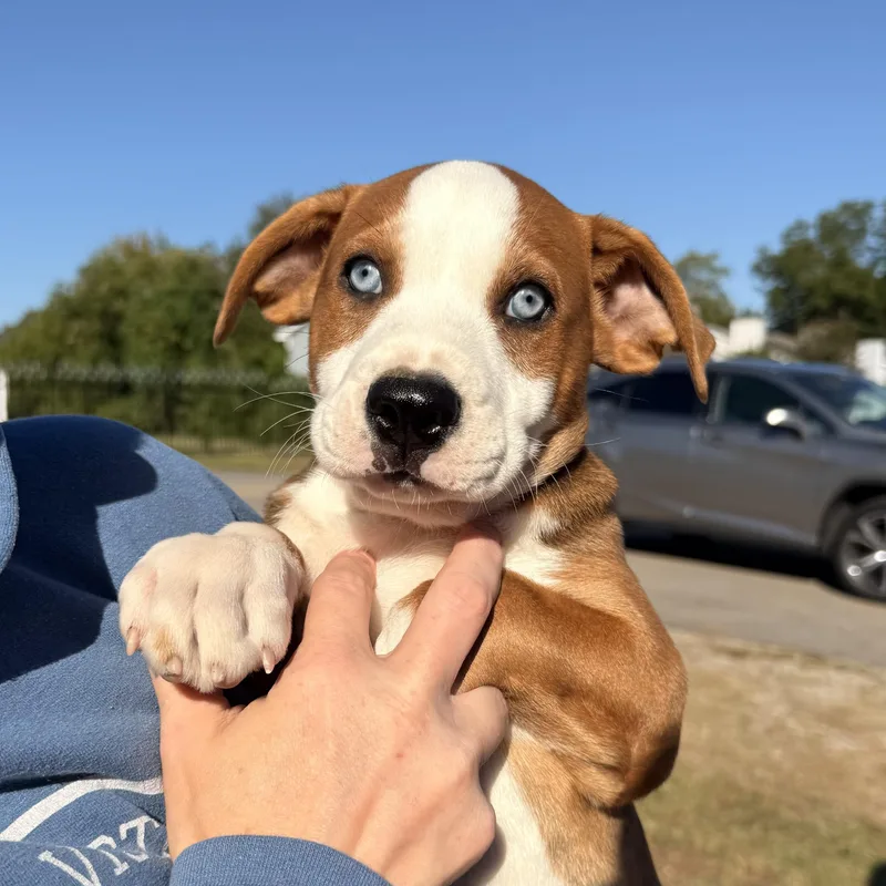 A baby large-sized male Mixed Breed dog named Graham Cracker for adoption in Columbia, SC