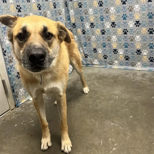 A young large-sized male German Shepherd Dog dog named Bolder for adoption in Rosenberg, TX