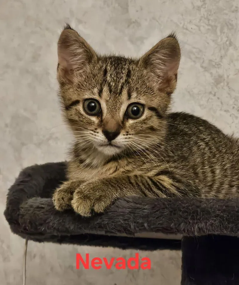 A baby small-sized male Domestic Short Hair cat named Nevada for adoption in Orlando, FL