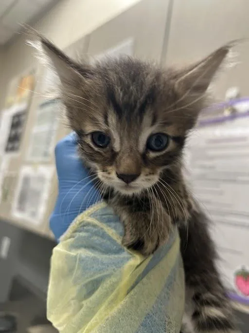 A baby small-sized male Domestic Short Hair cat named Nugget for adoption in Las Vegas, NV