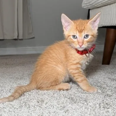 Garfield thumbnail 3
