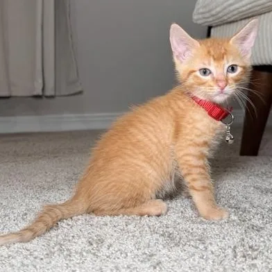Garfield thumbnail 5