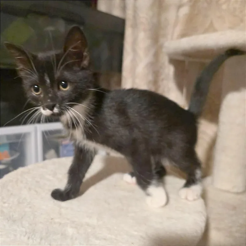 A baby small-sized female Black Domestic Short Hair cat named Hattie for adoption in Las Cruces, NM