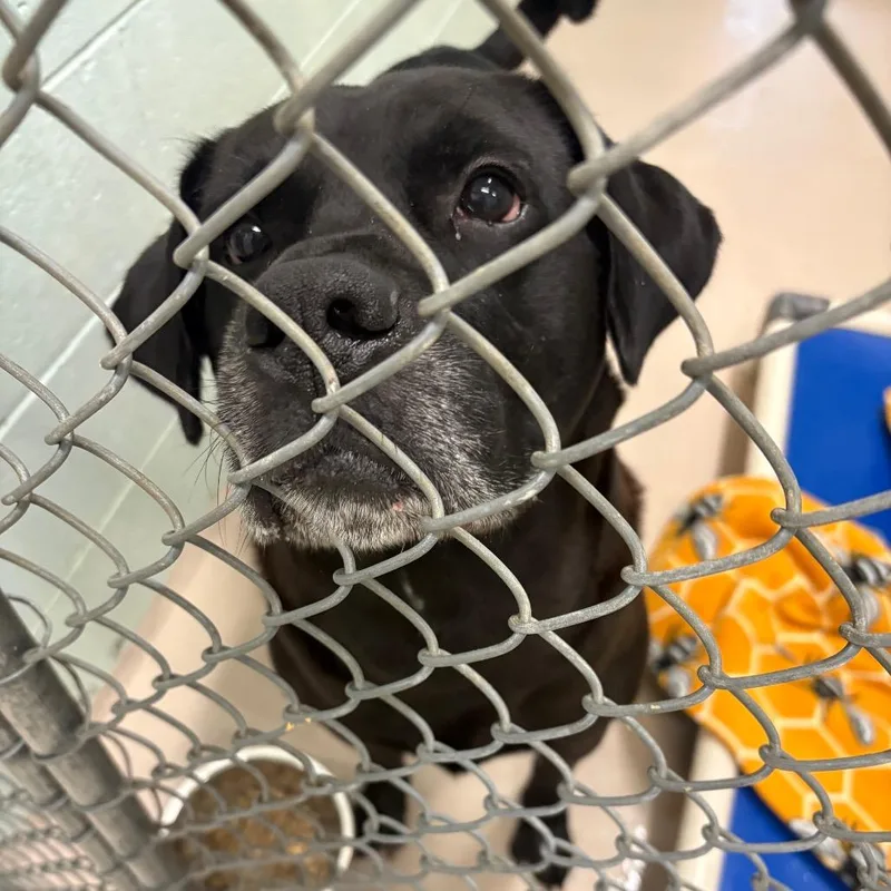 A baby small-sized male Black Labrador Retriever dog named S for adoption in Newark, NJ