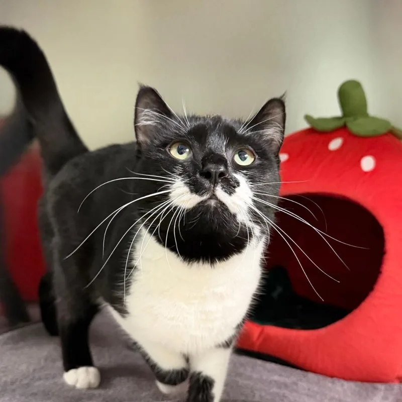 A young medium-sized female Domestic Short Hair cat named Nyx for adoption in State College, PA