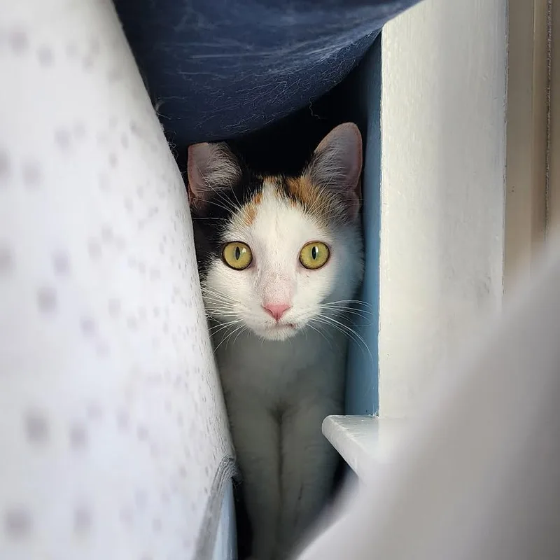 An adult medium-sized female White Domestic Short Hair cat named Claudette for adoption in Williston, FL