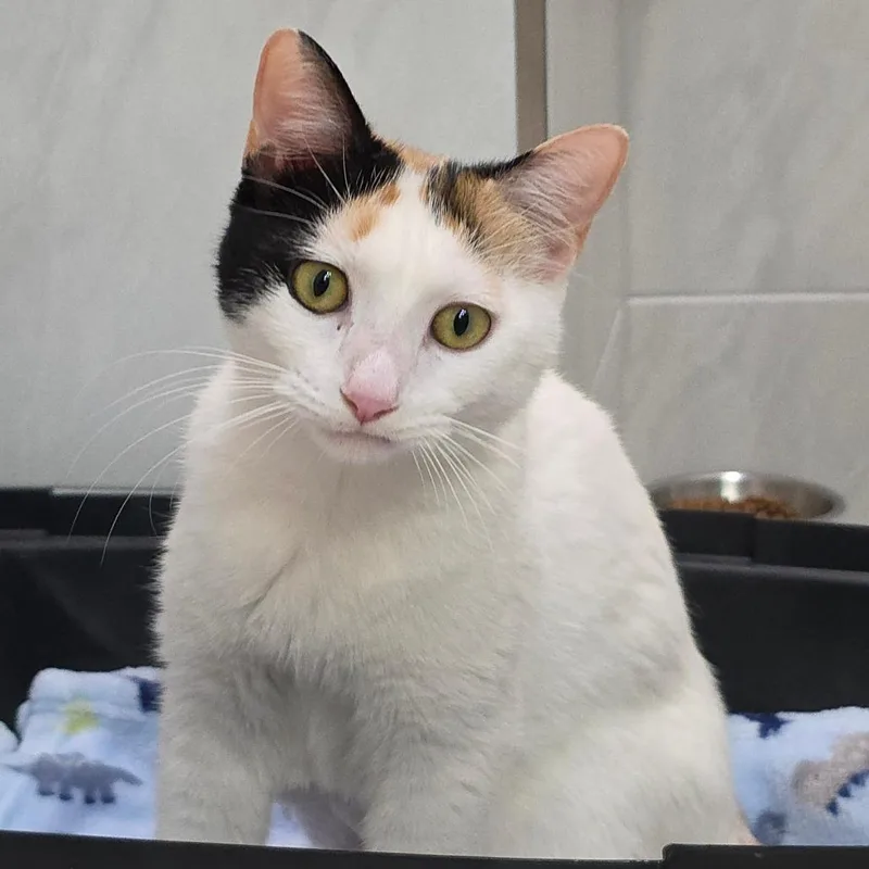 Claudette thumbnail 2
