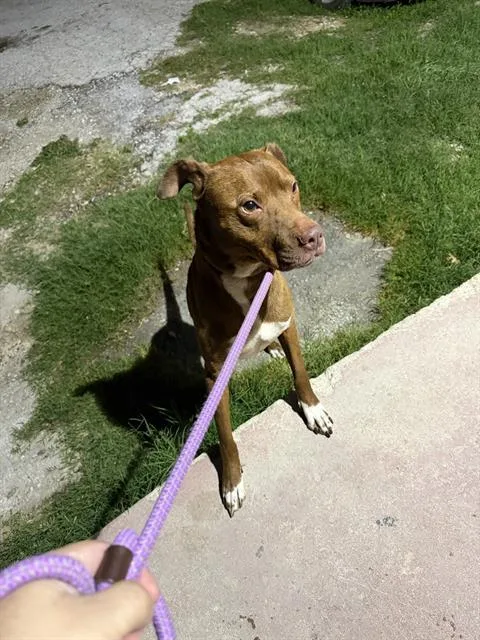 An adult medium-sized male American Staffordshire Terrier dog named Tonka for adoption in San Antonio, TX
