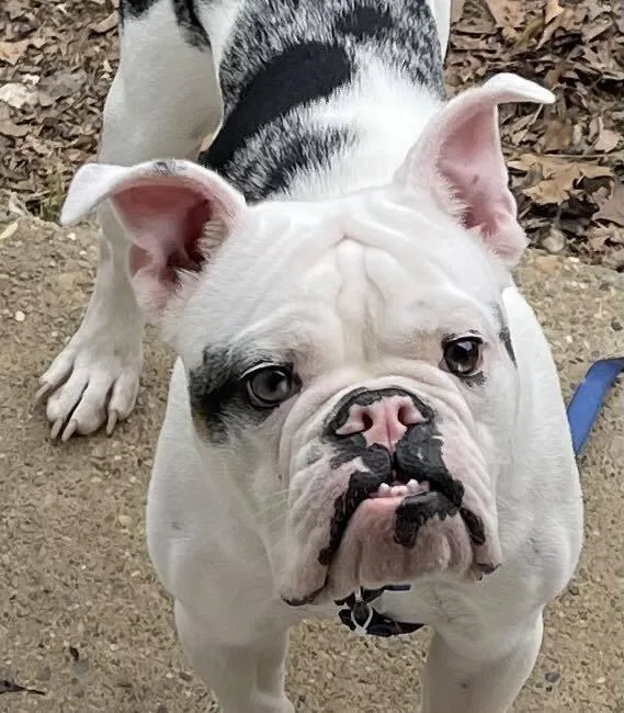 Piggy Wiggy