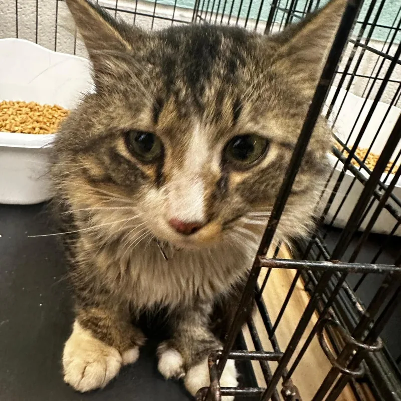 An adult medium-sized male Black Extra-Toes Cat / Hemingway Polydactyl cat named Da Vinci for adoption in Gadsden, AL