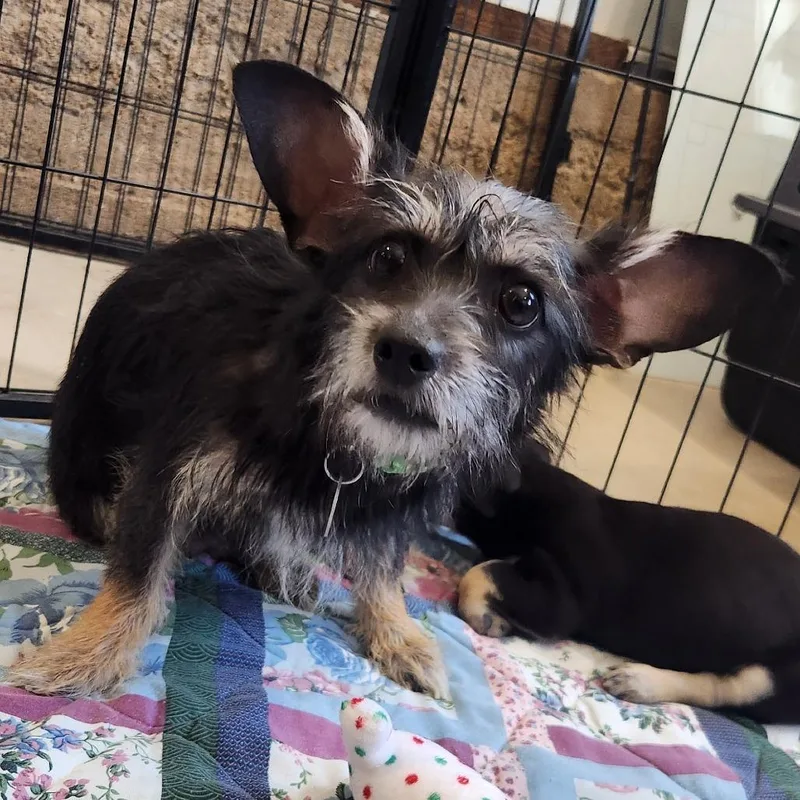 An adult small-sized female Black Terrier dog named Lily for adoption in Prescott, AZ