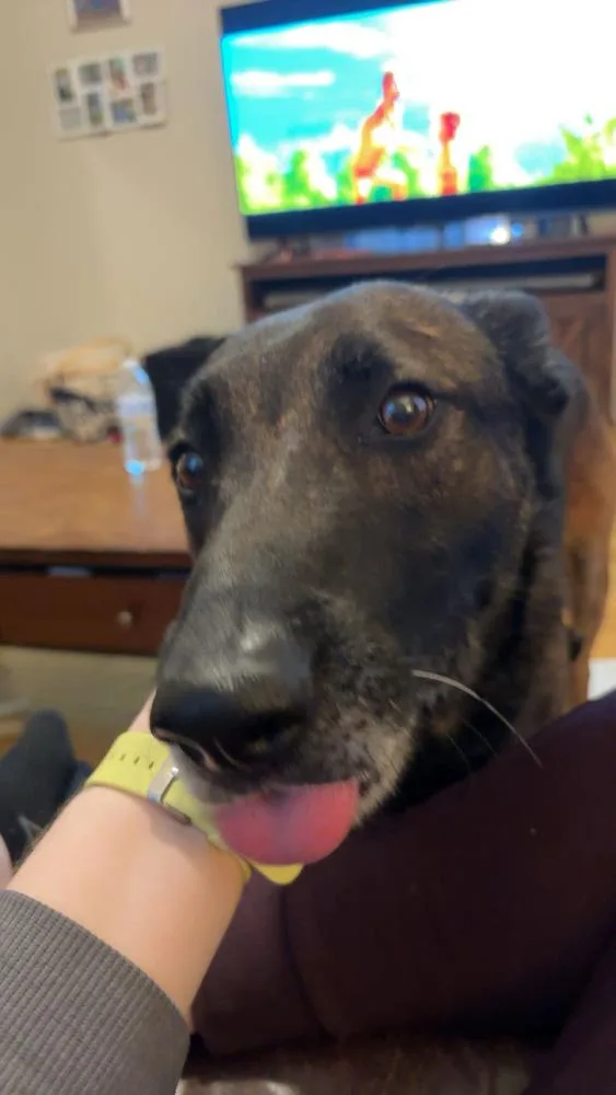 Dante Fka Max  thumbnail 4