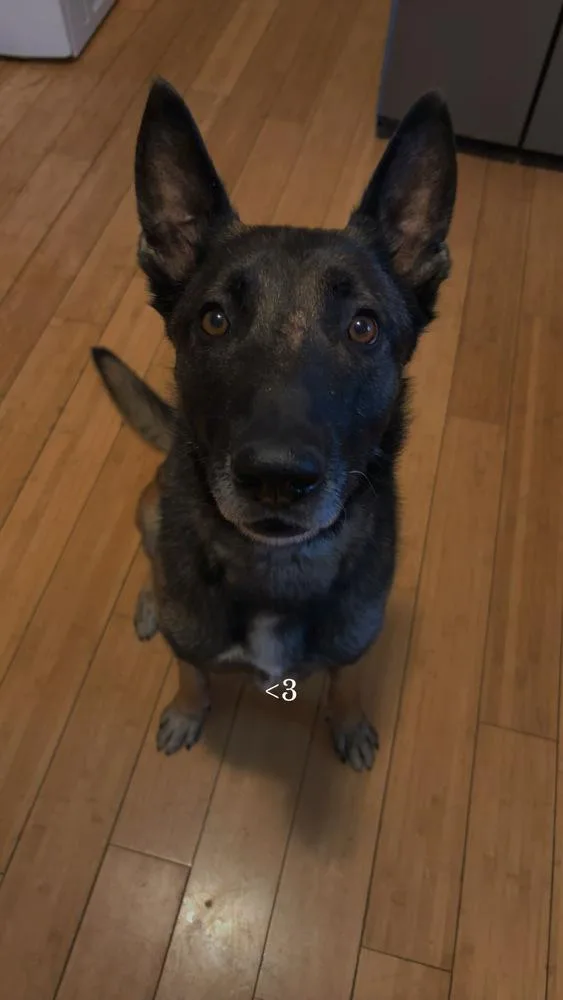 Dante Fka Max  thumbnail 5