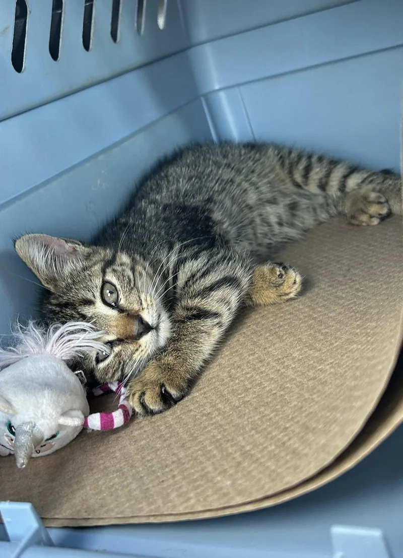 A baby medium-sized female Domestic Short Hair cat named Vicky for adoption in Trenton, NJ