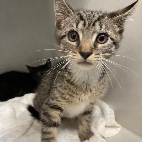 A baby small-sized male Brown / Chocolate Domestic Medium Hair cat named Tgkb for adoption in Dayton, OH
