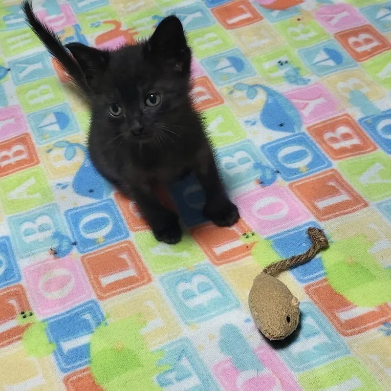 A baby small-sized male Black Bombay cat named Opalite for adoption in Miami, FL