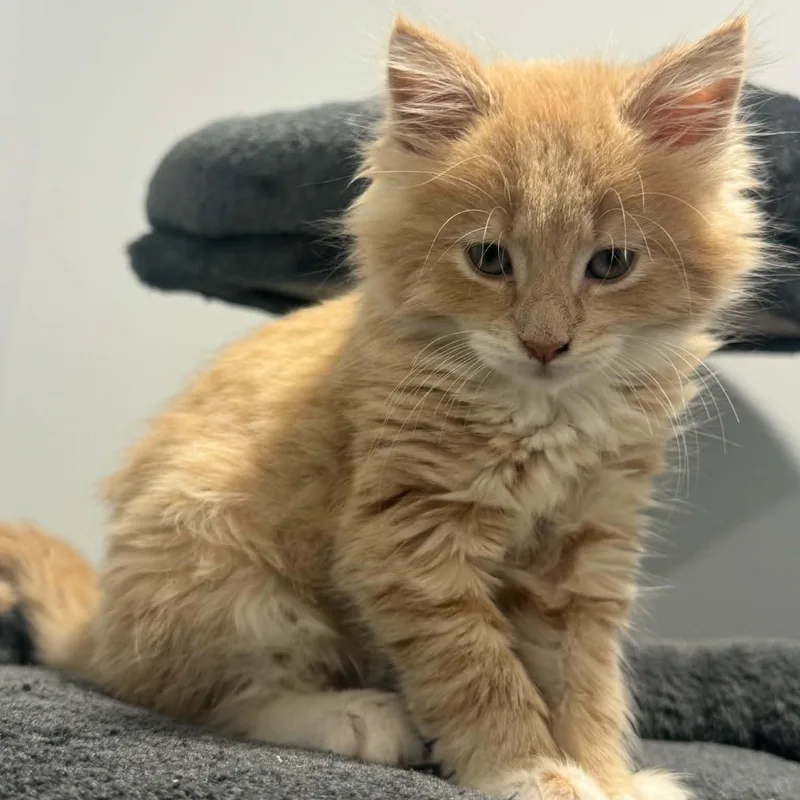 A baby small-sized male Domestic Long Hair cat named Solar Flare for adoption in Danbury, CT