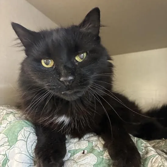 An adult medium-sized female Black Domestic Long Hair cat named Spring for adoption in Blue Earth, MN